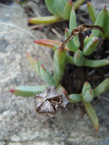 Lampranthus fugitans fruit old